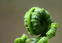 නිවිති කොස් ඇට ව්යාංජනයක් එක්ක කැරන් කොකු මැල්ලුමක් දවල් කෑමට හදමුද ?