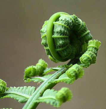 නිවිති කොස් ඇට ව්යාංජනයක් එක්ක කැරන් කොකු මැල්ලුමක් දවල් කෑමට හදමුද ?