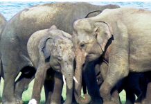 වනඅලි කළමනාකරණ කලාපය සම්බන්ධ රෙගුලාසි මාලාවක්