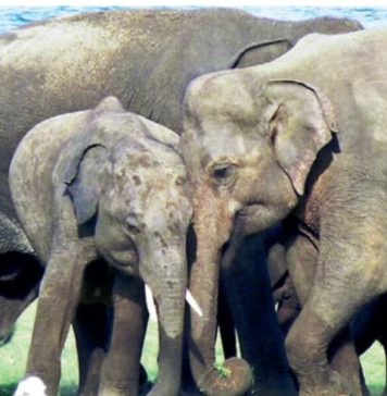 වනඅලි කළමනාකරණ කලාපය සම්බන්ධ රෙගුලාසි මාලාවක්