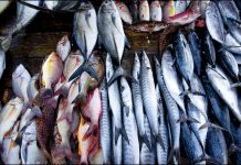 අවුරුද්දට සහන මිලට මාළු