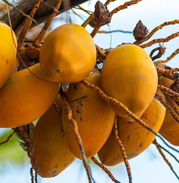 තැඹිලි අපනයනය නවතී