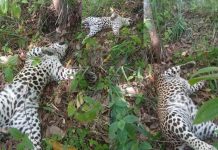 අභිරහස් ලෙස මියගිය කදුකර කොටියෙකුගේ සිරුරක් තම්පිටිය කැලෑවක