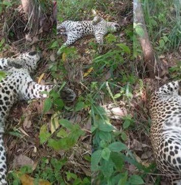 අභිරහස් ලෙස මියගිය කදුකර කොටියෙකුගේ සිරුරක් තම්පිටිය කැලෑවක