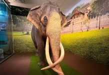 ප්රතිනිර්මාණය කළ නැදුන්ගමුවේ රාජා අද සිට මහජන ප්රදර්ශනයට