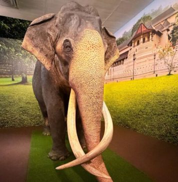 ප්රතිනිර්මාණය කළ නැදුන්ගමුවේ රාජා අද සිට මහජන ප්රදර්ශනයට