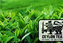 ගල්ෆ් යුද්ධය සතියකදී මෙරට තේ අපනයනයට ඩොලර් මිලියන ගණනක පාඩුවක් හදයි!