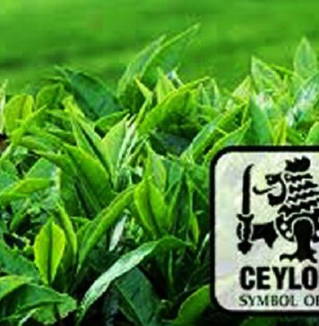 ගල්ෆ් යුද්ධය සතියකදී මෙරට තේ අපනයනයට ඩොලර් මිලියන ගණනක පාඩුවක් හදයි!