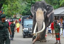 ප්රතිනිර්මාණය කළ නැදුන්ගමුවේ විජය රාජා හස්තියා මහජන ප්රදර්ශනයට