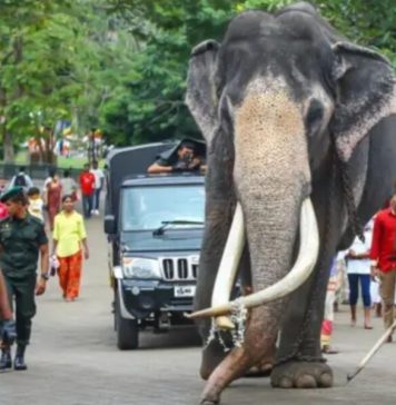 ප්රතිනිර්මාණය කළ නැදුන්ගමුවේ විජය රාජා හස්තියා මහජන ප්රදර්ශනයට