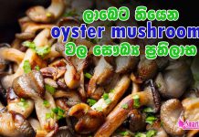 oyster mushrooms වල මෙච්චර සෞඛ්ය ප්රතිලාභ තියෙනවා කියලා ඔබ දැනගෙන හිටියද ?