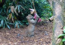 සිංගප්පූරු සත්වෝද්යානයේ පළමු ශ්රී ලාංකික දිවි පැටවුන් ප්රසිද්ධියට පත් කෙරේ…