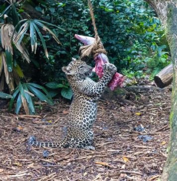 සිංගප්පූරු සත්වෝද්යානයේ පළමු ශ්රී ලාංකික දිවි පැටවුන් ප්රසිද්ධියට පත් කෙරේ…