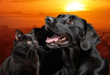 අධික උණුසුම විශේෂයෙන් කළු පැහැති සතුන්ට මාරාන්තිකයි