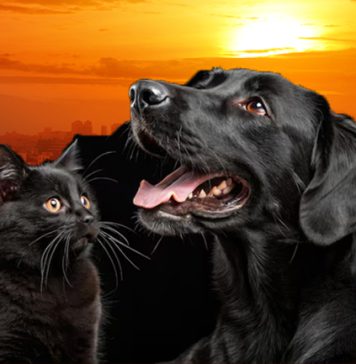 අධික උණුසුම විශේෂයෙන් කළු පැහැති සතුන්ට මාරාන්තිකයි