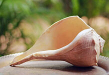 වාලම්පුරියක් සමඟ පුද්ගලයෙක් අත්අඩංගුවට