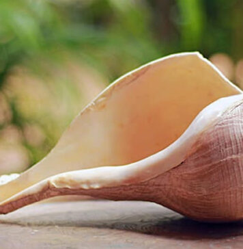 වාලම්පුරියක් සමඟ පුද්ගලයෙක් අත්අඩංගුවට