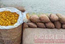 නීති විරෝධි ලෙස මෙරටට රැගෙන ආ බවට සැක වියළි කහ තොගයක් නාවික හමුදා භාරයට