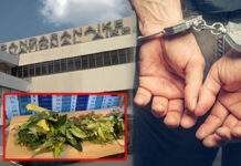 නීතිවිරෝධීව ගෙන ආ විසිතුරු පැළ තොගයක් සමග ව්යාපාරිකයෙකු අත්අඩංගුවට