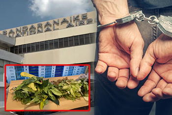 නීතිවිරෝධීව ගෙන ආ විසිතුරු පැළ තොගයක් සමග ව්යාපාරිකයෙකු අත්අඩංගුවට