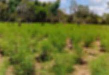 රුපියල් මිලියන 4.5ක් පමණ වටිනා ගංජා හේනක් වටලයි