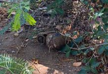 එප්පාවල ප්රදේශයෙන් මතු වූ ජීව අත්බෝම්බය