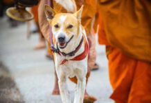 ආලෝකාගේ ආරක්ෂාව ඉහළ මට්ටමකින් සපයනවා – ශ්රී ලංකා පශු වෛද්ය සංගමය