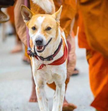 ආලෝකාගේ ආරක්ෂාව ඉහළ මට්ටමකින් සපයනවා – ශ්රී ලංකා පශු වෛද්ය සංගමය