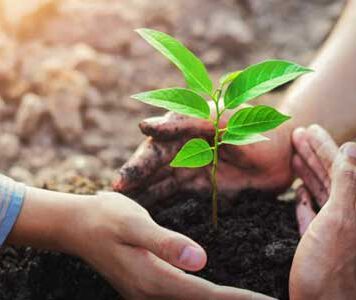 පැළ සිටුවීමේ නැකත උදාවෙයි