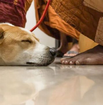 ශ්රී ලංකාවට එන ‘ආලෝකා’ (වීඩියෝ)