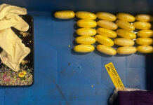 මත්ද්රව්ය තොගයක් රැගෙන ආ විදෙස් කාන්තාවක් ගුවන් තොටේදී අත්අඩංගුවට – Saru News | සිංහල