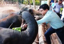 සංරක්ෂණ මධ්යස්ථානයේ අලින්ගේ හිසතෙල් ගෑම පරිසර ඇමති ප්රධානත්වයෙන් – Saru News | සිංහල