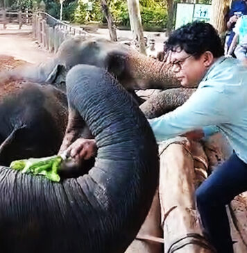 සංරක්ෂණ මධ්යස්ථානයේ අලින්ගේ හිසතෙල් ගෑම පරිසර ඇමති ප්රධානත්වයෙන් – Saru News | සිංහල