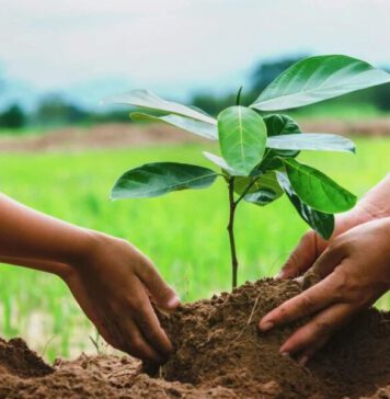 පැළ සිටුවීමේ නැකත අදයි