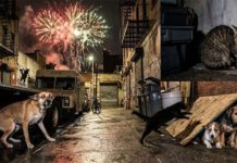 ගිනිකෙළි අනතුරුවලින් සුරතල් සතුන් 10,000කට අධික සංඛ්යාවක් පීඩාවට…