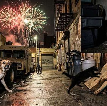 ගිනිකෙළි අනතුරුවලින් සුරතල් සතුන් 10,000කට අධික සංඛ්යාවක් පීඩාවට…