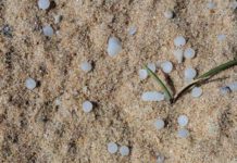 එල්සා 3 නෞකාවෙන් ඉවත ලද ප්ලාස්ටික් පෙති ඉවත් කිරීම ඇරඹේ!