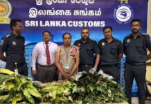 රුපියල් 775,000 ක් වටිනා නීති විරෝධී විසිතුරු පැළ සමඟ ගුවන් මගියෙකු අත්අඩංගුවට…