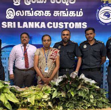 රුපියල් 775,000 ක් වටිනා නීති විරෝධී විසිතුරු පැළ සමඟ ගුවන් මගියෙකු අත්අඩංගුවට…