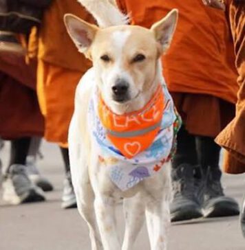 සාමය උදෙසා පෙරුම් පුරන ආලෝකා…