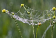 අපි ඇවිල්ලා “මකුළු දැල් න්යාය” භාවිතා කරන දේශපාලන සංවිධානයක් – මාලිමා ලොක්කෙක් කියයි