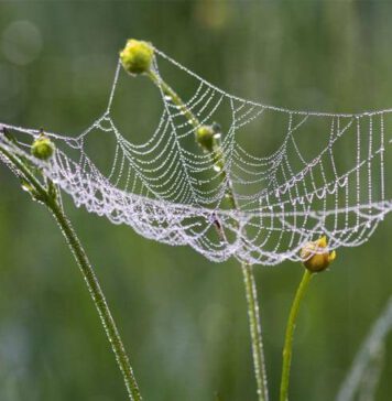 අපි ඇවිල්ලා “මකුළු දැල් න්යාය” භාවිතා කරන දේශපාලන සංවිධානයක් – මාලිමා ලොක්කෙක් කියයි